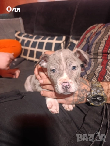 Американско були ХЛ , снимка 3 - Други - 54162015