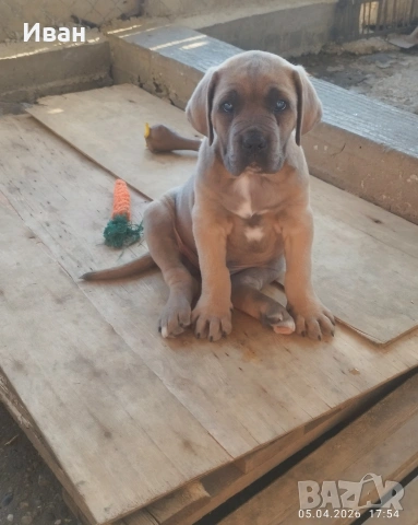 Cane Corso Italiano, снимка 2 - Търси партньор - 53836498
