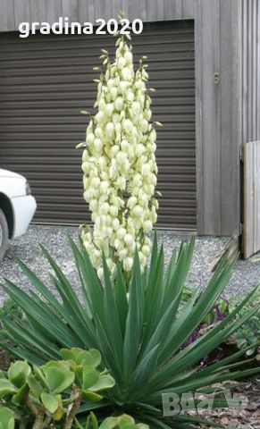 Юка (Yucca)  , снимка 7 - Градински цветя и растения - 27586544