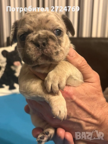 Френски булдог - булдоче, снимка 3 - Френски булдог - 53580935