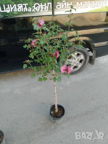 Хибискус Кичест - Дървовидна Ружа, снимка 13 - Разсади - 46564853