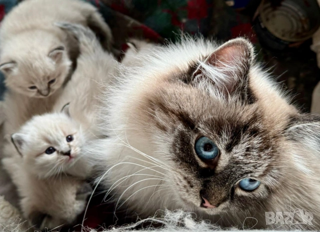 Сибирчета, сибирска котка, маскарадна, котенца, сибирско коте, хипоалергични 