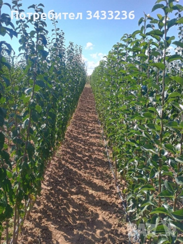 Овощни дръвчета Круша