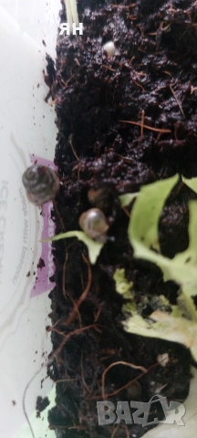 Охлюви Ахатина