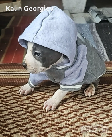 Американски булл териер(Blue nose), снимка 5 - Питбул - 52745474