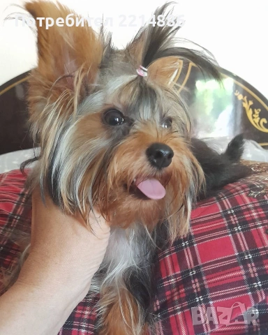 Мини йоркширски териери , снимка 8 - Йоркширски териер - 37413803