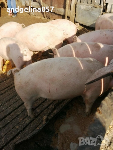 Прасета за клане, снимка 2 - Прасета - 52774197