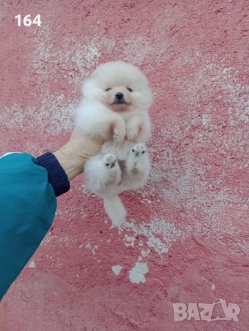 Женски Померани. Снимки от 22.12.25 г., снимка 3 - Померан - 52876428