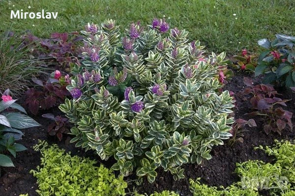 Хебе Триколор, снимка 3 - Градински цветя и растения - 50625322