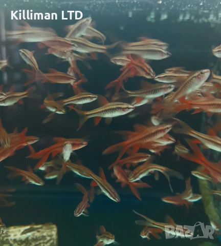 Воален вишнев барбус, 10+ Х 1.50 лв