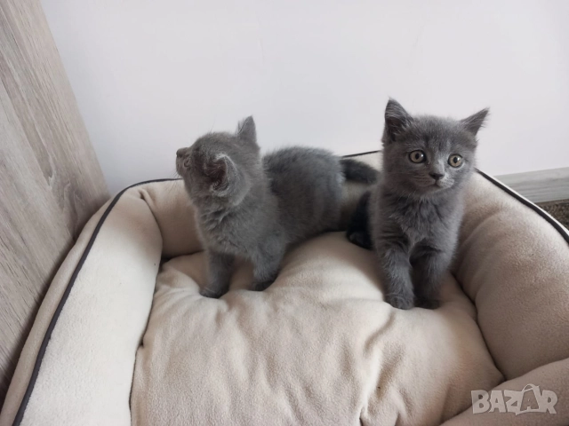 Британски Котета момичета , снимка 2 - Британска късокосместа - 52909301