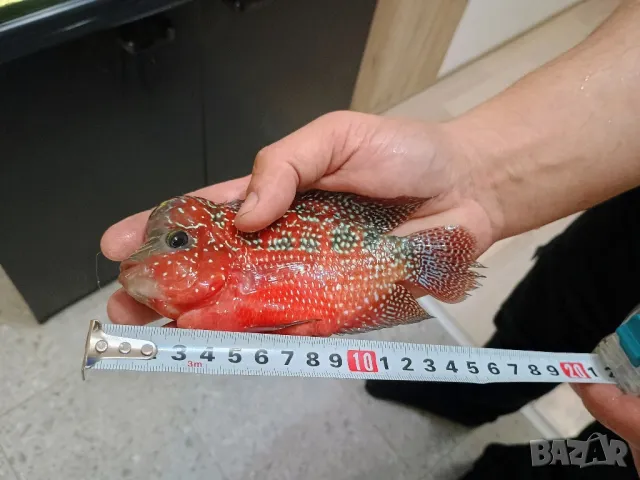 flowerhorn 15см, снимка 3 - Рибки - 49323420