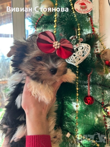 Мъжки мини йорки бивер, снимка 7 - Йоркширски териер - 52937767