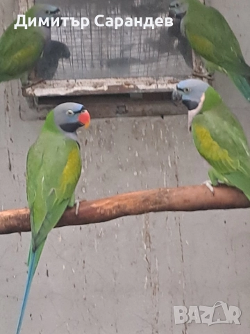 Продавам Китайски александри, снимка 2 - Папагали - 52726622