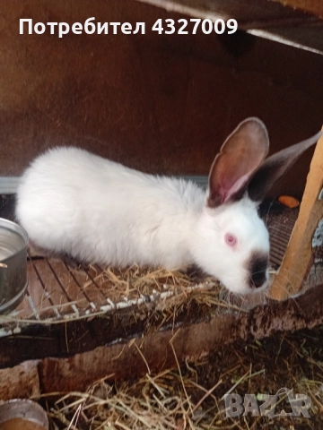 Продавам зайци , снимка 6 - Други - 52580559