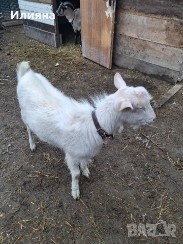 Продавам младо пръчле, снимка 4 - Кози - 53159500