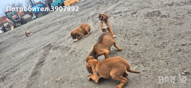 Трицветни гончета