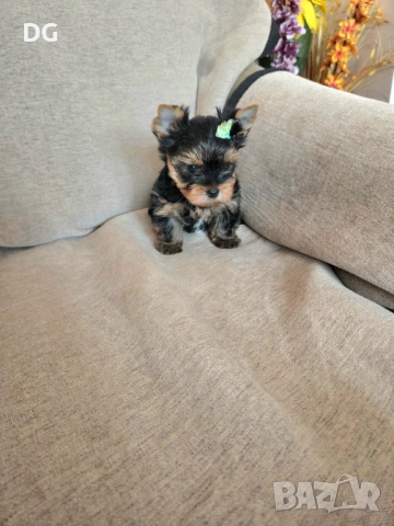 мини йоркширски териер, снимка 2 - Йоркширски териер - 53635508