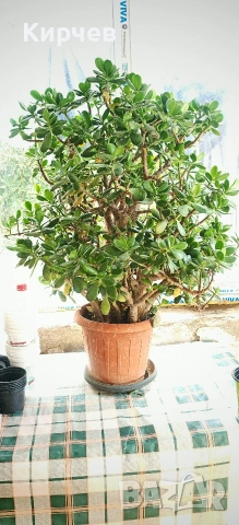 Дървото на живота (3 броя ), снимка 4 - Стайни растения - 26160032