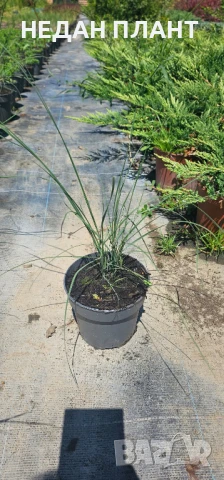 МЮЛЕНБЕРГИЯ, снимка 3 - Градински цветя и растения - 51062576