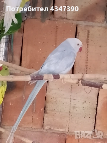 Малък Александър женски, снимка 5 - Папагали - 53504454