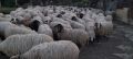 Продавам стадо овце, снимка 1