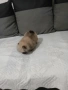 Mini Pomeran, снимка 3