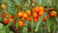 Облепиха (Hippophae), снимка 5
