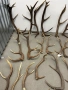 Рога от елен и сръндак, снимка 6
