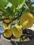 🌿🍋 Лимон – сорт с история над 100 
години, снимка 6