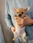Чихуахуа , снимка 5