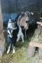 ярета и коза, снимка 1 - Кози - 45535674