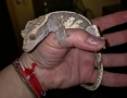 Ресничест бананояден гекон (Rhacodactylus ciliatus), снимка 6