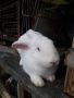 Мъжки заек за разплод, снимка 1 - Други животни - 45980899