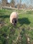селскостопански животни , снимка 1 - Овце - 45361201