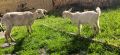Млада коза с яре, снимка 1 - Кози - 45919667