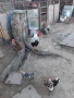 Продавам минало годишни кокошки 5бр.и два броя петли, снимка 7
