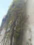 Продавам растения Дива лоза (Parthenocissus quinquefolia), снимка 10