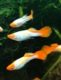Декоративни рибки, гупи, гупи кои, снимка 1