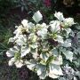  Дървовидна Ружа,Hibiscus syriacus, вариегатен, снимка 4