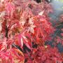 Продава се Японски Клен, Аcer palmatum Аtropurpureum, снимка 7