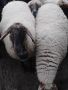 продавам овце за клане или тамазлък , снимка 1 - Овце - 45775695