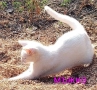 коте, снежно бяло момче, 8 мес., снимка 8