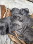 Продажба на чистокръвни кучета Кане Корсо, снимка 4