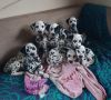 кучета,кученца-чистокръвни далматинци с родословие, снимка 1