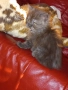 продавам персийско коте-мъжко, снимка 1