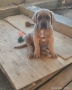 Cane Corso Italiano, снимка 2