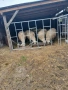 Овце за продан, снимка 4