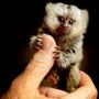 Продавам дружелюбни и интелигентни бебета маймуни мармозетки    , снимка 1 - Други - 45431357