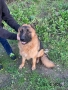 Продавам мъжка немска овчарка, снимка 13